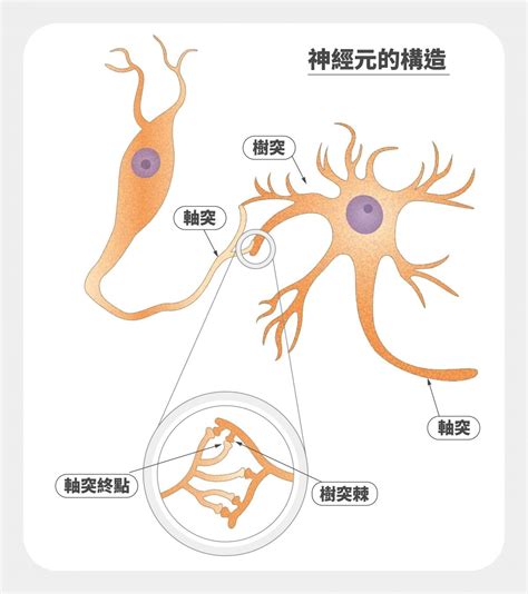 神經細胞形狀